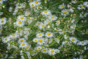 Fine Jet Flowers Occupation Herb