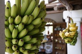 Fresh delicious bananas on a tree