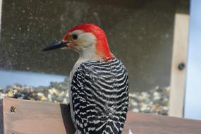 Bird Nature Feeder