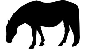 silhouette horse field