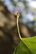 Potato Beetle Insect on Leaf
