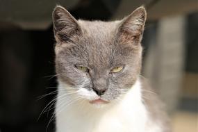 Cat Head Animal Grey And