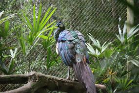 Peacock Zoo Bird in cage