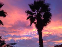 Sunset Tree Sun