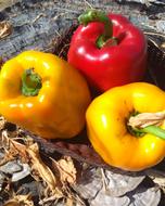 ripe peppers on the table