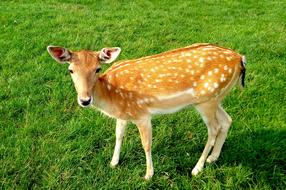 Sarna Animal Wild