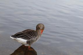 Bird Nature Lake