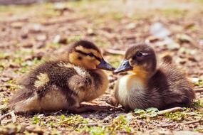 two cute ducklings resting together on ground