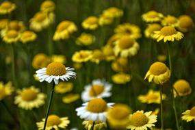 Wallpaper Garden Daisy