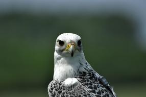 Bird Falcon