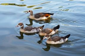 Nile Goose Duck Chick
