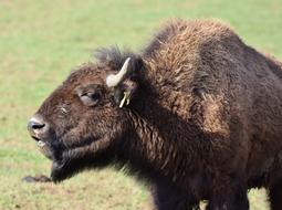 Bison Buffalo Horns American