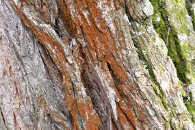 tree Bark trunk Background