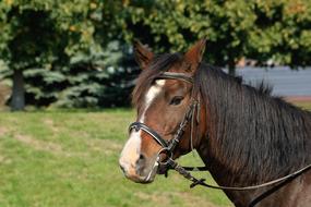 house horse in a sled