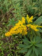Ragweed Wasps