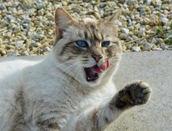Cat Pussy Nala Blue Eyes Paw