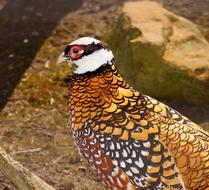 Reeves's pheasant, colorful male Bird