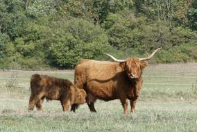 Beef Galloway Agriculture landscape