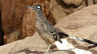 roadrunner Bird on stone close up