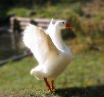 Animal Bird Goose