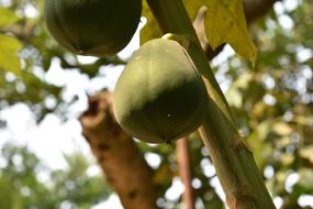 sweet delicious papaya on a tree