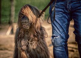 furry dog with a muzzle