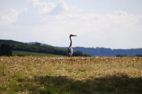 Heron Grey Bird on meadow