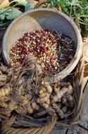 useful beans with tree roots