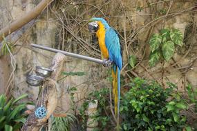 Bird Nature Tropical