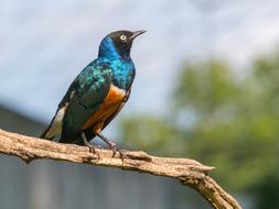 golden-breasted starling, Lamprotornis regius, Exotic Colorful Bird