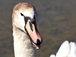 Swan Young Animal Bird