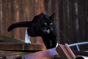Cat Portrait Animals
