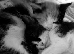 Cat Sleep Animal