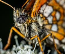 Macro Insect Butterfly