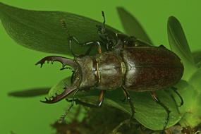 The Deer Bug Stag Beetle