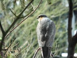 feathered bird in a tree