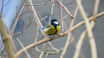 a bird hiding in the branches
