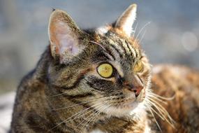 Cat Mackerel Pet