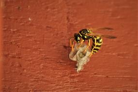 Wasp building Nest at red background