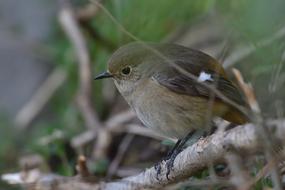 Natural Wild Animals Bird