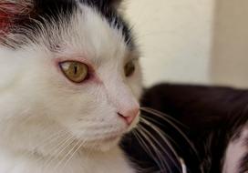 Cat Domestic Mieze