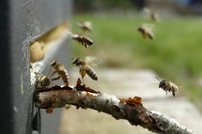 Bee Beehive Pollen