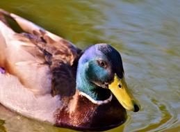 Duck Drake Bird Water