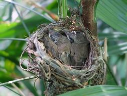 Nest Bird Nature