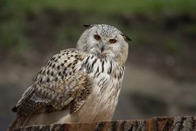 Eagle Owl Bird