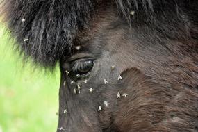 Horse Pony Animal