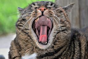 yawning striped cat