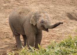 Elephant Little Animal
