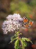 beautiful butterfly on a garden flower