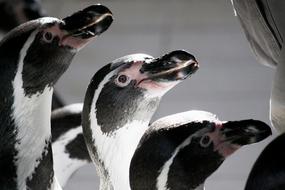 Fauna Bird Animal